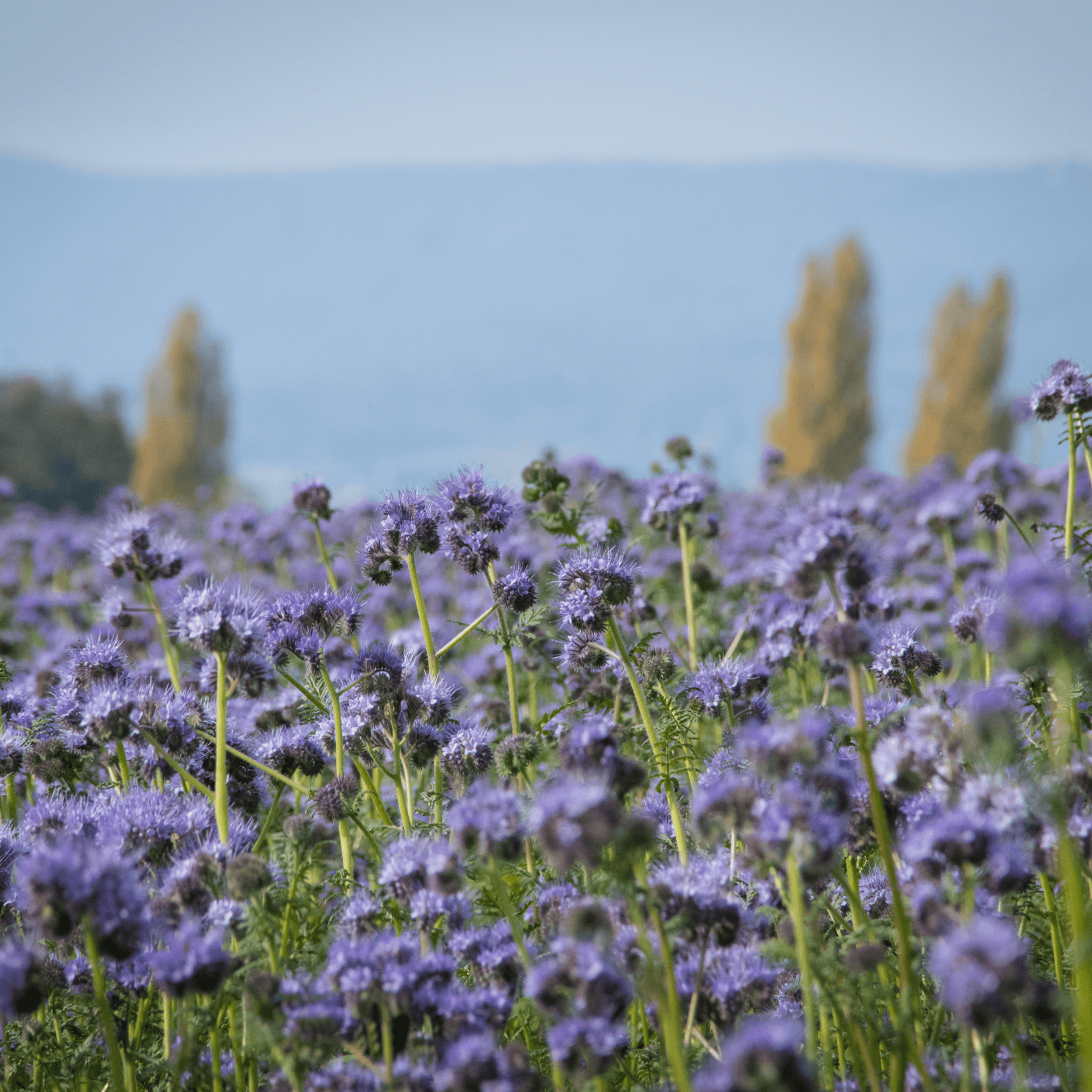 Be Bohemian Botanical Sea Serum Blue Tansy. Blue Tansy growing in the foreground against a backdrop of trees framing the ocean.