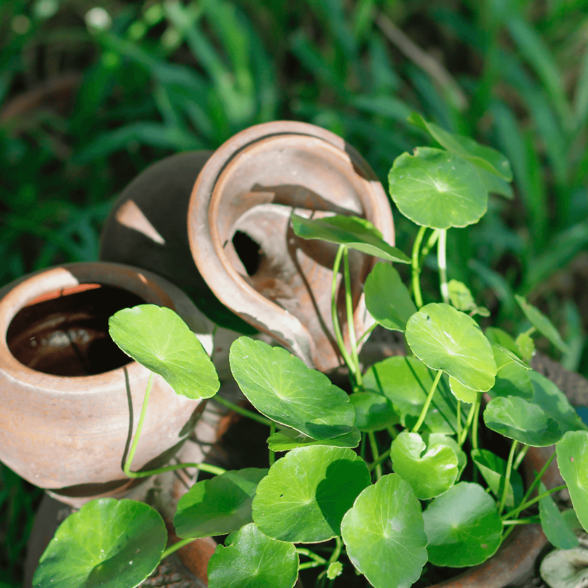 Be Bohemian Botanical Sea Serum Gotu Kola. Two clay pots sit underneath fresh gotu kola in a garden.