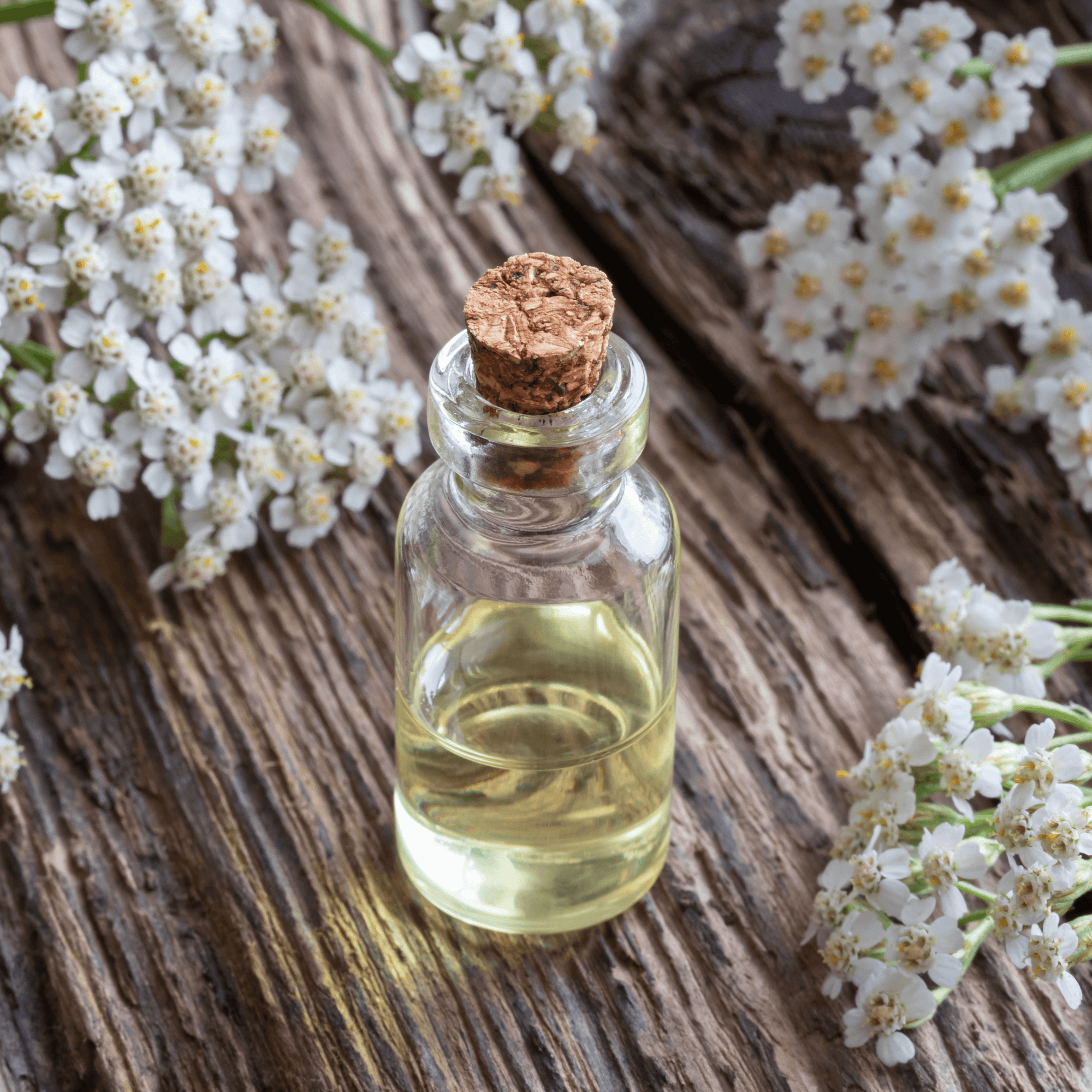 Be Bohemian Botanical Sea Serum. A corked, clear bottle filled with a yellowish tinge liquid sits on top of a heavily grooved wooden table, surrounded by white freshly picked yarrow.