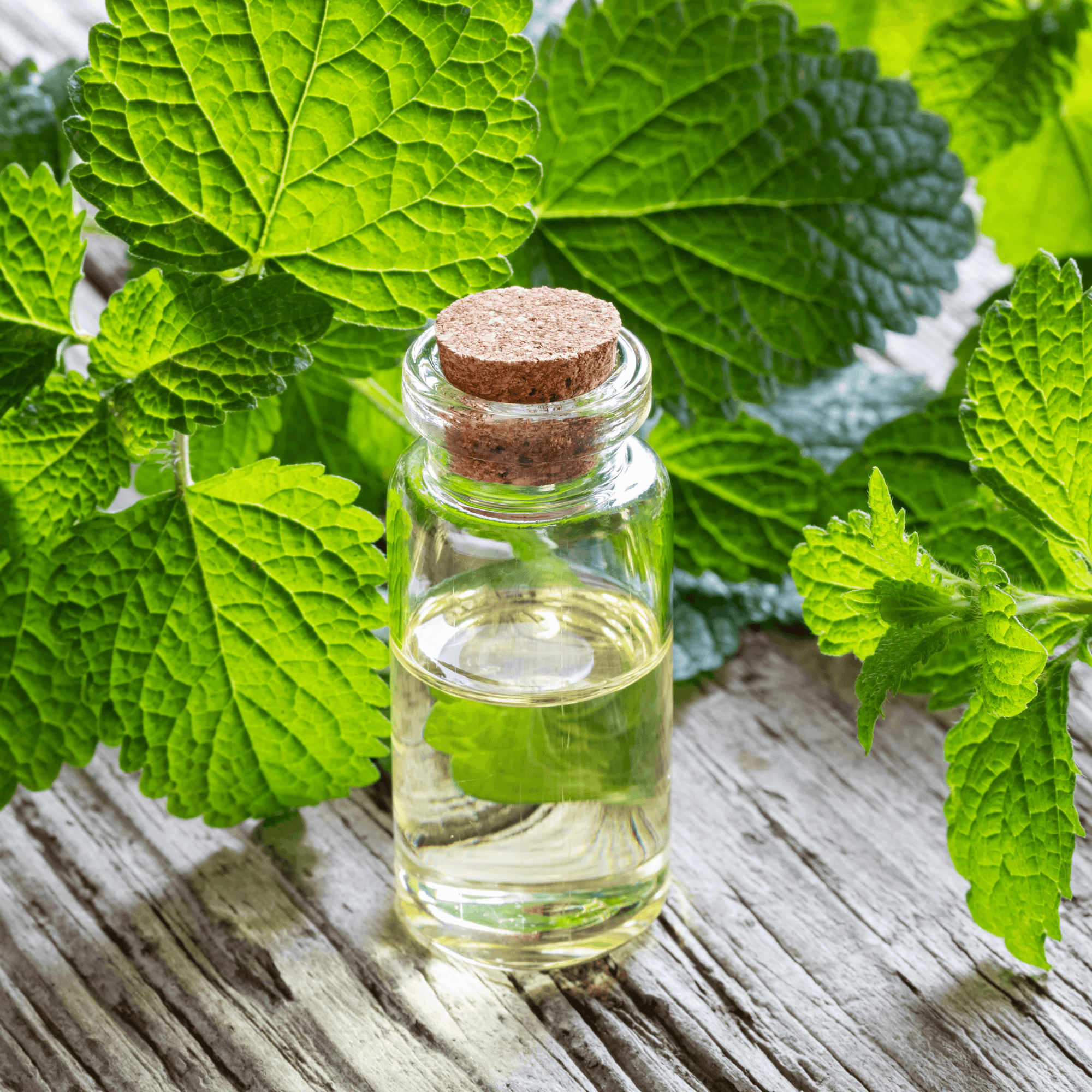 Be Bohemian Botanical Sea Serum Lemon Balm. Fragrant lemon leaves surround a corked see-through glass bottle filled with a shimmering liquid sitting on top of a used wooden table.