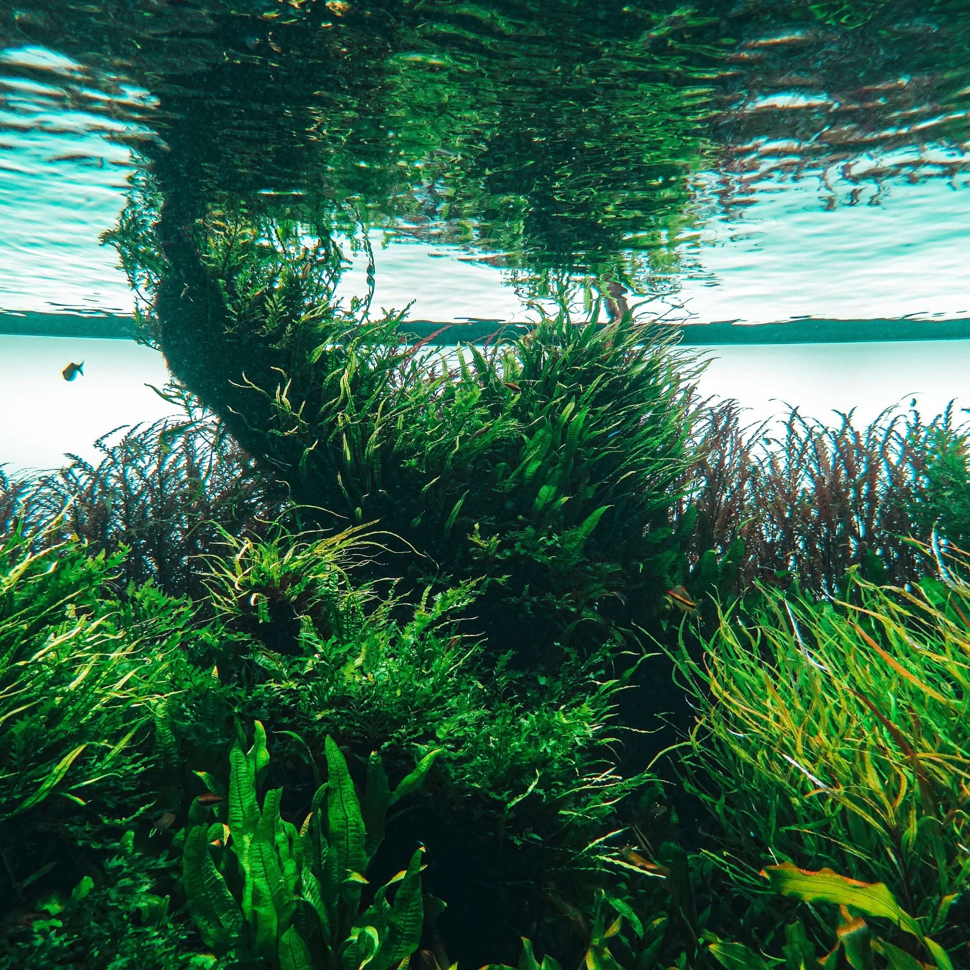 Be Bohemian Botanical Sea Serum Algae. Algae growing in the ocean, reflecting against the water as a mirror image of itself.