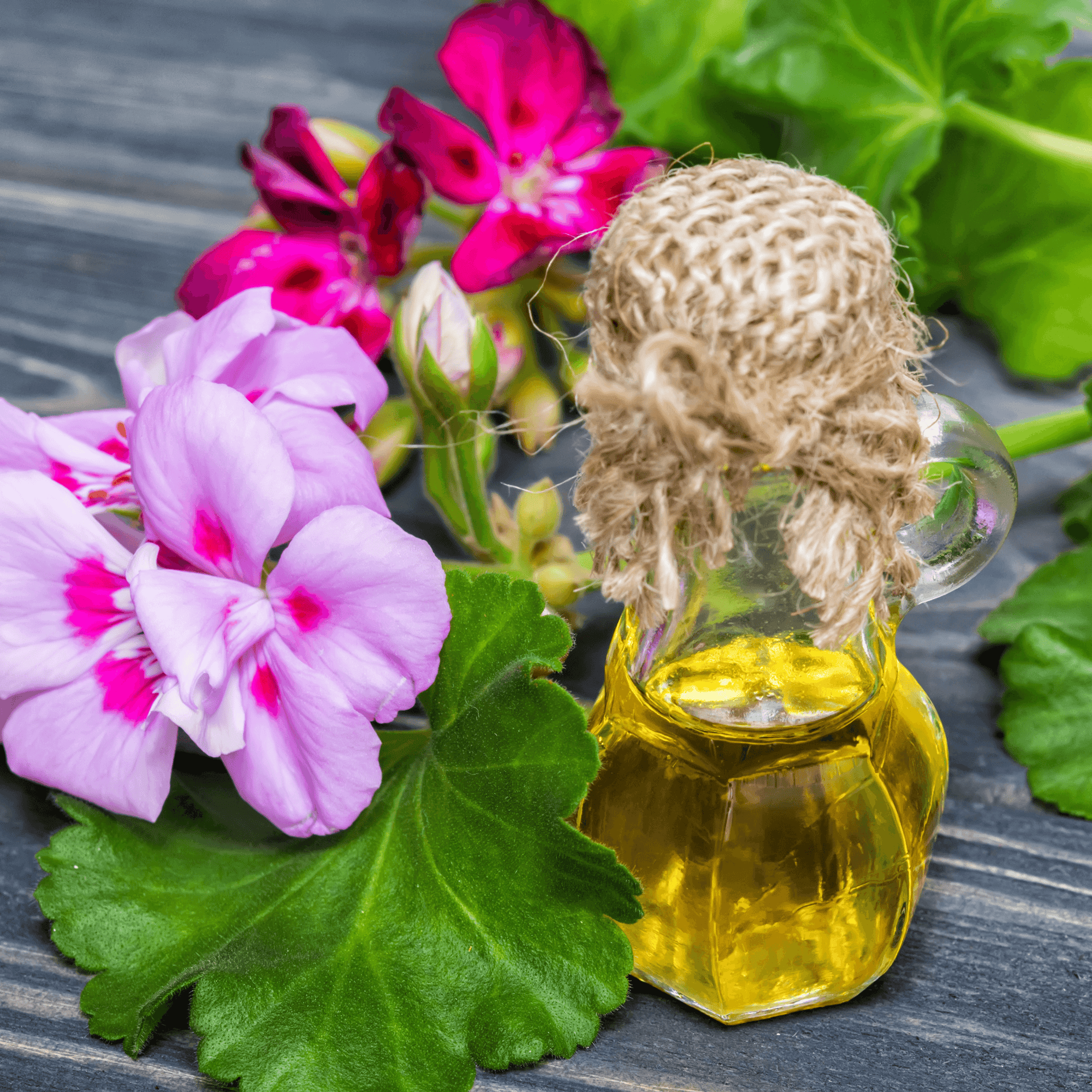 Be Bohemian Botanical Sea Serum Geranium Essential Oil. Bright purple and pink, and purple with pink geranium flowers sit on top of green leaves next to an ornate clear bottle of geranium essential oil.