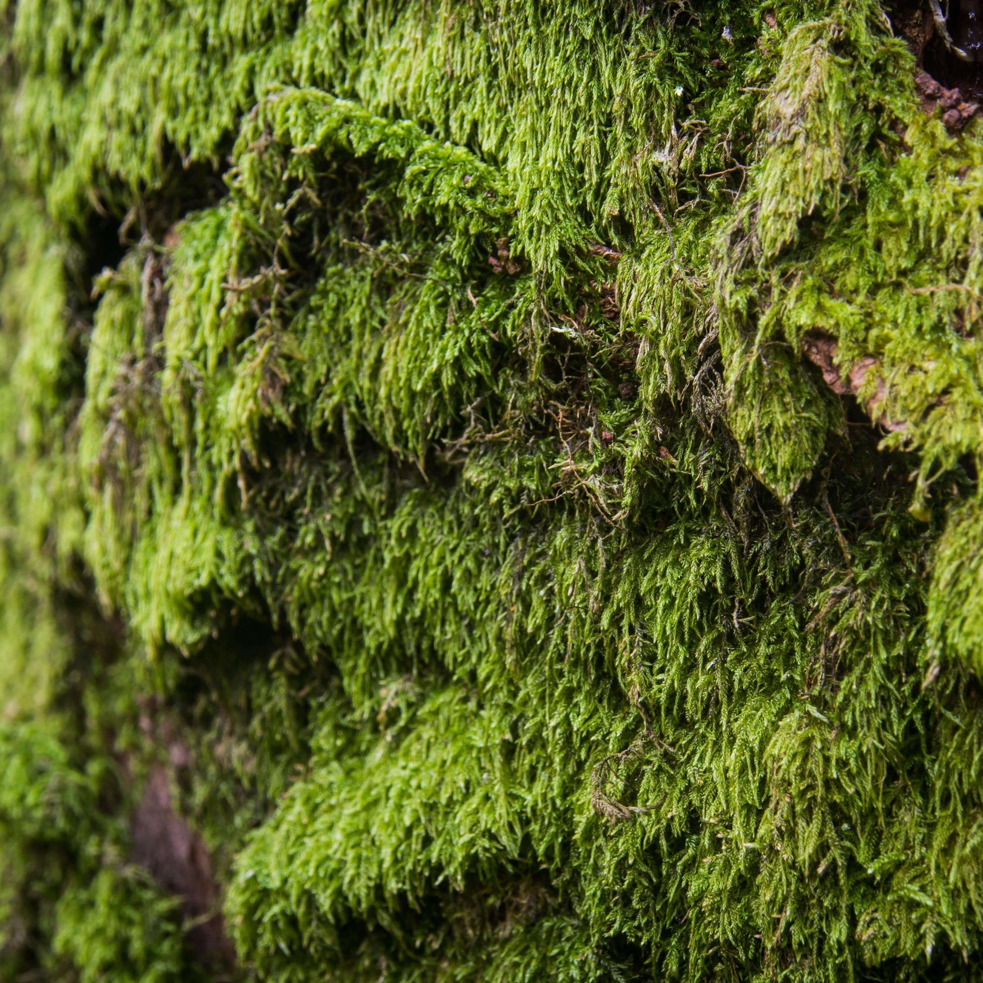 Be Bohemian Botanical Sea Serum Irish Moss. Irish Moss naturally and wildly growing in thick layers in nature.