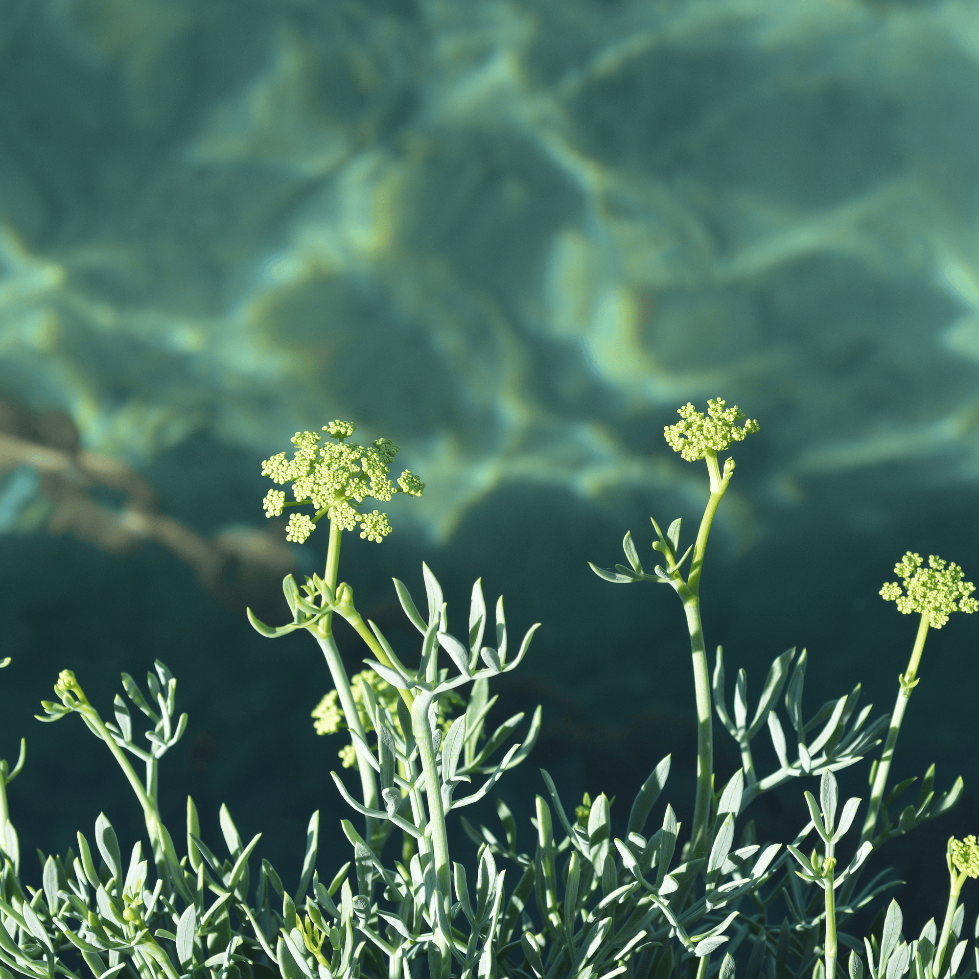 Be Bohemian Botanical Sea Serum Sea Fennel. Sea Fennel growing underwater, shot from an angle pointing up towards what looks like a bright sun trying to shine its rays into the water's depths.