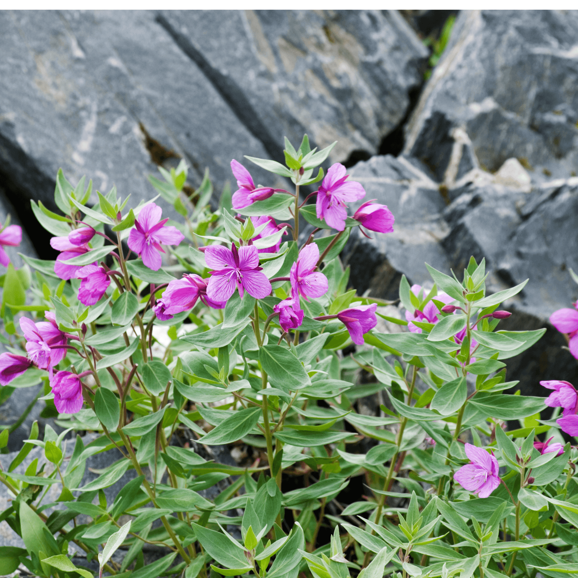 Be Bohemian Botanical Sea Serum Wild Geranium. Bright purple Wild Geranium grows freely in nature against a back drop of weathered, mountainous stone.