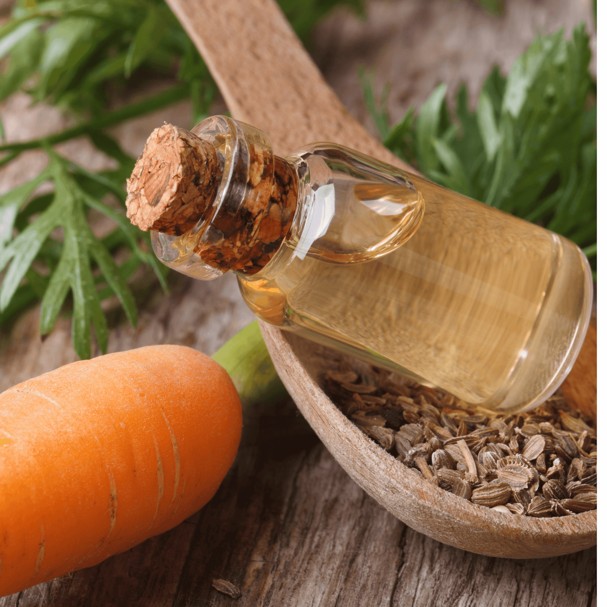 Be Bohemian Botanical Sea Serum Carrot Seed Oil. A see-through, corked glass bottle filled with carrot oil sits inside a wooden spoon angled towards a bright orange carrot.